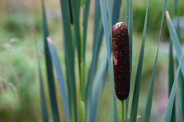 Cattail or Typha latifolia plant