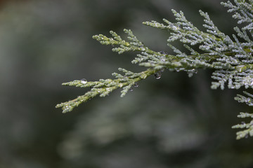 a wet twig of coniferous bushes with drops in the morning after rain