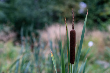 Cattail or Typha latifolia plant
