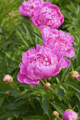 Fototapeta premium Pink-lilac peony in garden as postcard. Pink peonies from one bush. Selective focus.