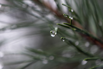 Detail of a drop on a needle of spruce twigs after rain