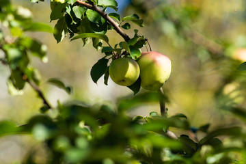 Apples on the branches of an apple tree. Autumn crop