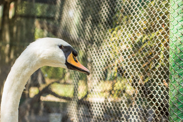farm swan animal portrait looking at camera in outdoor park natural environment space  