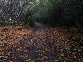 autumn in forest