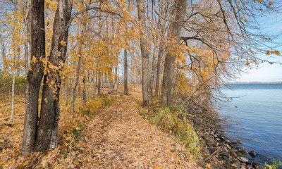 A path covered with fallen yellow leaves winds between the trees along the lake shore on a fall day...