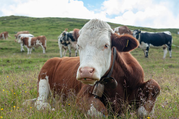 A Swiss red white cow, resing in a meadow in the Italian Dolomites. The Dolomites are part of the Italian Alps, seen here on a summer afternoon. Image taken near the Giau Pass