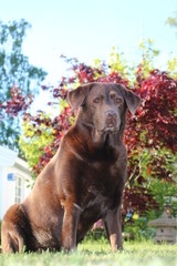 schöne labradorhünding