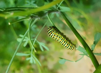 Chenille verte tachetée du papillon machaon (papilio machaon) posée sur la tige d'une plante. 