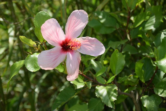 Hibiscus de Chine Fleur rosée