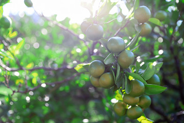 Branch of growing tangerines