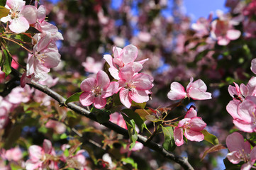 Branches of spring tree with beautiful pink flowers