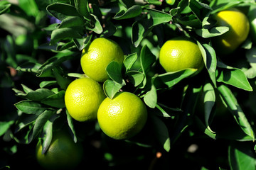 Branch of growing tangerines