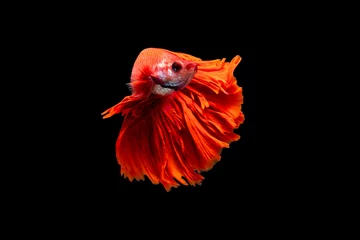 Stof per meter The moving moment beautiful of red siamese betta fish or splendens fighting fish in thailand on black background. Thailand called Pla-kad or biting fish. © Soonthorn