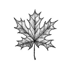 Fototapeta premium Dotwork Maple Leaf