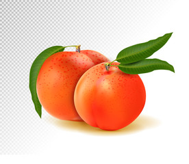 Two peaches with leaves isolated on transparent background. Realistic vector 3d illustration