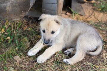 portrait of a husky dog