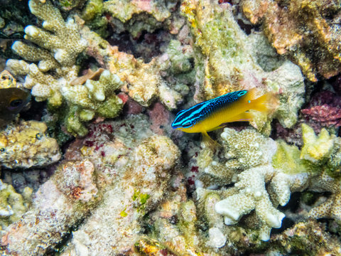 Underwater photos of Stegastes Variabilis or Cocoa Damselfish is a beautiful blue and yellow small sea fish swimming above the coral reefs at Koh Nang Yuan island in Thailand
