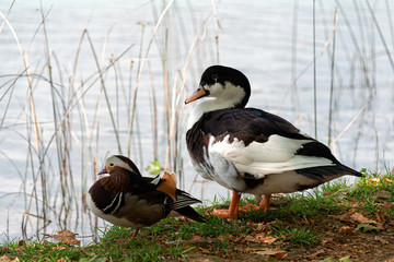 Duck with the baby on the edge of a pond