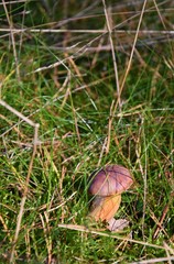 Grzyb © kathy06