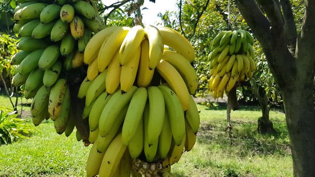 Banana Tropical Mountain