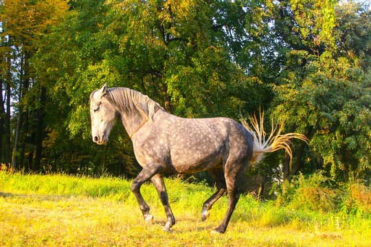 trained gray horse performs piaffe on the loose