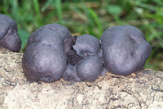 King Alfred&rsquo;s Cakes, fungus Daldinia concentrica, living on dead and decaying wood especially felled ash trees. Also known as Crampballs and coal fungus.