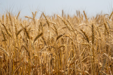 wheat field