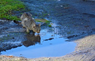 Kotek © kathy06