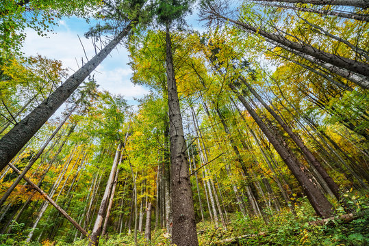 Fototapeta Beautiful autumn forest in the mountains. Bottom view.