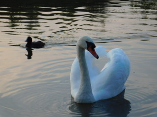 łabędź © Karol