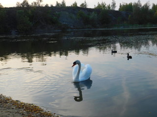 łabędź