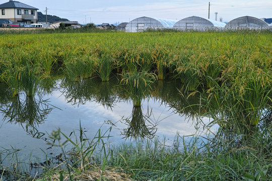 Raw rice in rice field