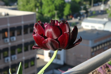 Purple velvet tulip
