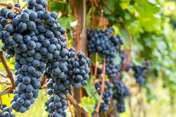 Rotwein Trauben am Rebstock