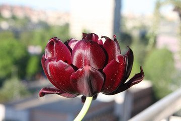 Purple velvet tulip
