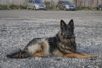 German shepherd