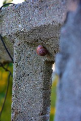 Ślimak © kathy06