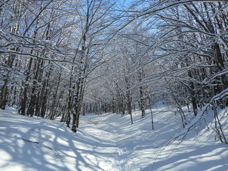 winter landscape with trees 