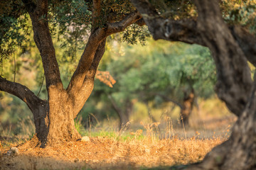 Olive trees garden.