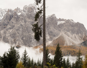 Einzelner Baum vor Dolomiten im Herbstnebel, Südtirol, Italien