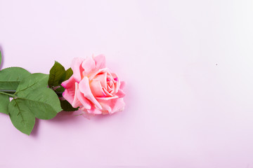 One pink blooming rose flower on plain pink background