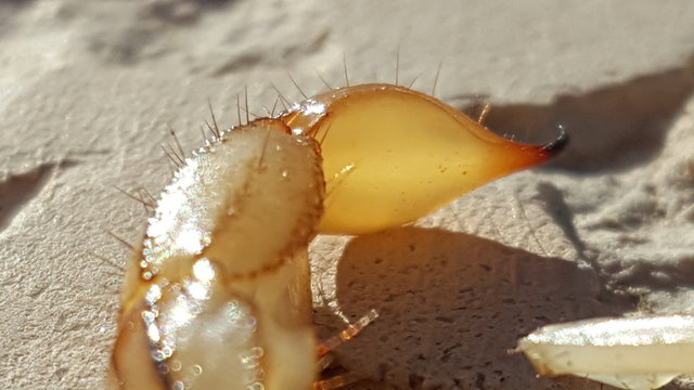 Yellow Scorpion Stinger and Tail- Close Up View2