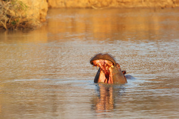 The common hippopotamus (Hippopotamus amphibius), or hippo opens his mouth when warning his opponent. Hippo opens his mouth.
