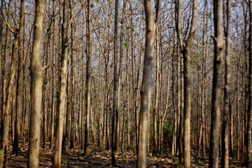 Obraz premium forest in autumn