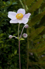 Japanische Herbstanemone