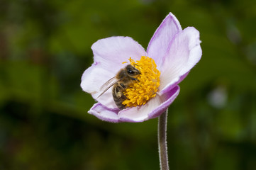 Biene sammelt Pollen in einer Blüte