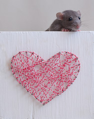 Rat love