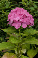 Obraz premium Chinesicher rosa Rhododendron