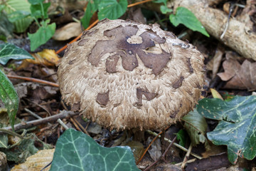 Shaggy Parasol Mushroom Chlorophyllum rhacodes, edible mushroom