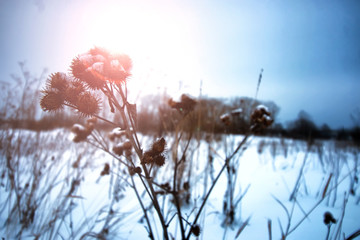 winter snow thorn sun